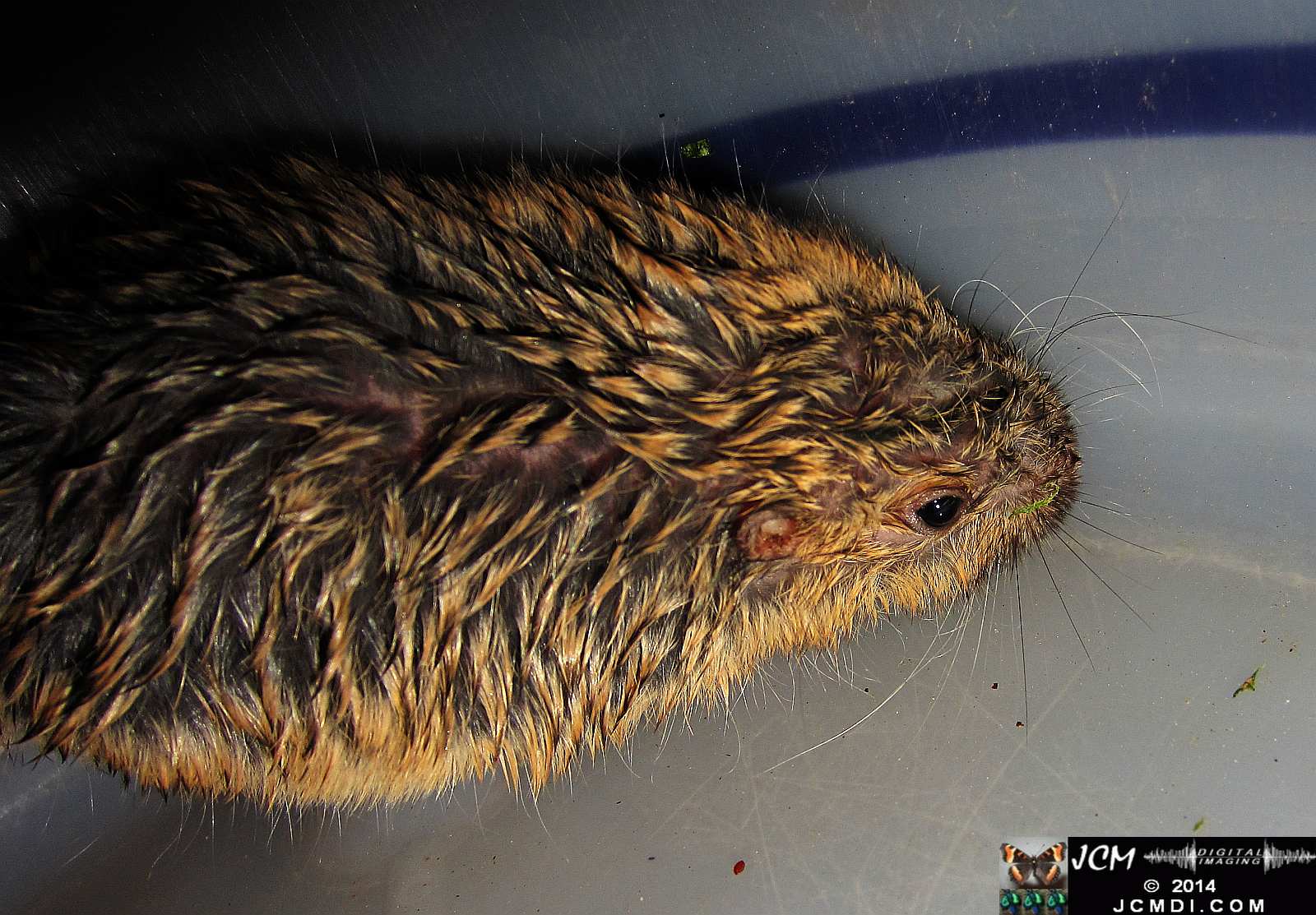 Pocket Gopher Catch and Release close-up